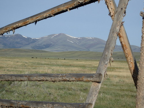 GDMBR: Cattle, as viewed through a fence.